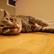 Image for article titled Panasonic Lumix DMC-GH1 Review: A $1500 Misfit